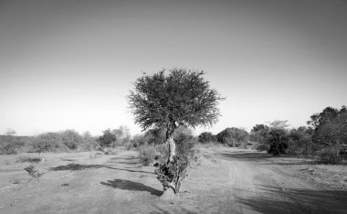 Akasya ağacı Botsvana Afrika siyah ve beyaz