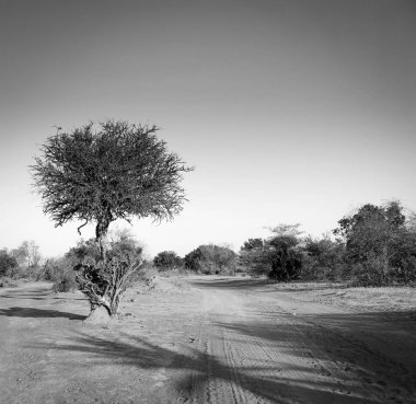 Akasya ağacı Botsvana Afrika siyah ve beyaz