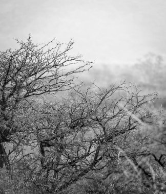 Afrika Bush siyah ve beyaz