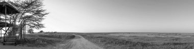 Afrika Safari Panorama siyah ve beyaz