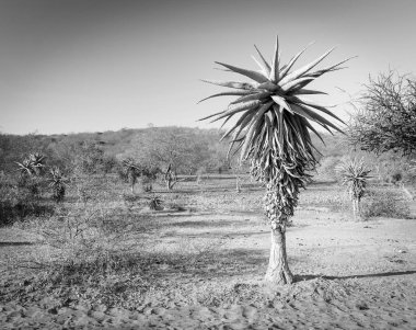 Aloe Vera Botsvana Afrika siyah ve beyaz ağaçlar