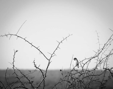 Botsvana Afrika siyah beyaz kuş