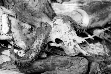 Buffalo Skull siyah ve beyaz