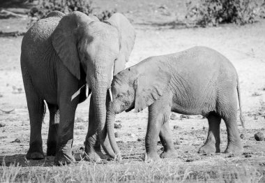 Fil üst baldır siyah ve beyaz