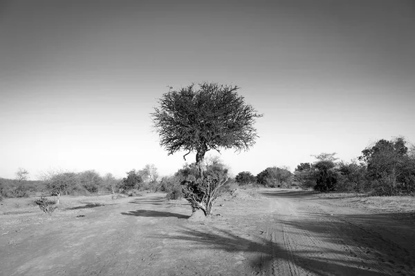Acacia Tree Botswana África preto e branco — Fotografia de Stock
