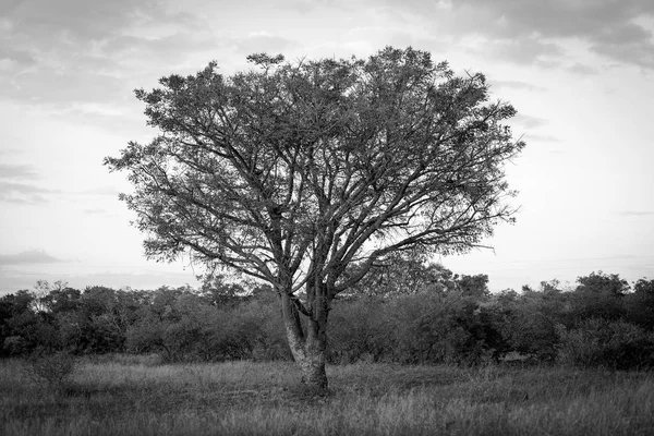 Árvore África preto e branco — Fotografia de Stock