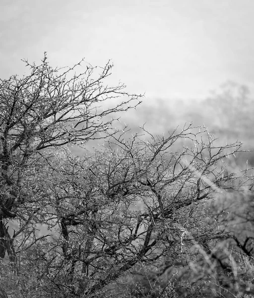 Afrika Bush siyah ve beyaz