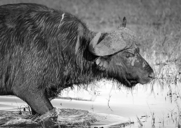 Kafferbuffel zwart-wit — Stockfoto