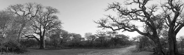 African Landscape Panorama Black And White — Stock Photo, Image