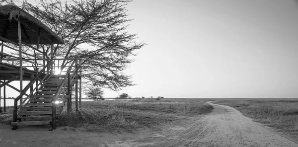 Afrykańskiego safari czarno-biały — Zdjęcie stockowe