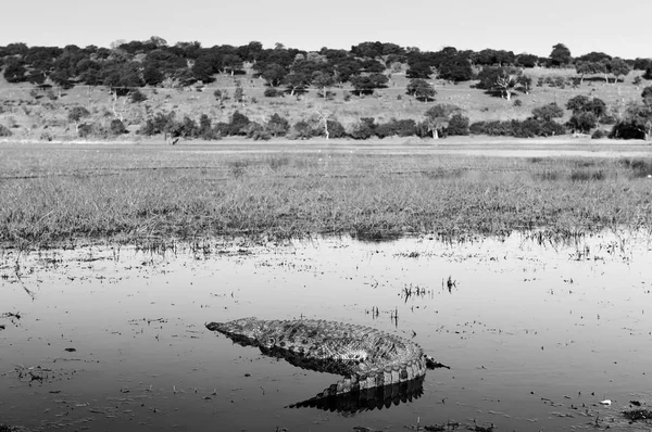 Aligator czarno-białe — Zdjęcie stockowe