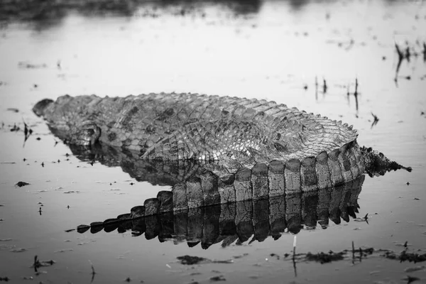 Alligator on Chobe River Black And White — Stock Photo, Image