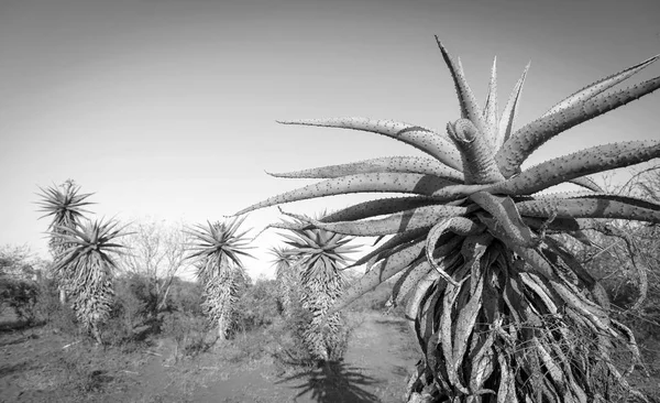 Aloe Vera Botsvana Afrika siyah ve beyaz ağaçlar — Stok fotoğraf