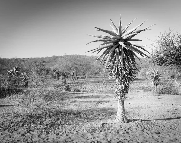 Aloe Vera δέντρα Μποτσουάνα Αφρική μαύρο και άσπρο — Φωτογραφία Αρχείου
