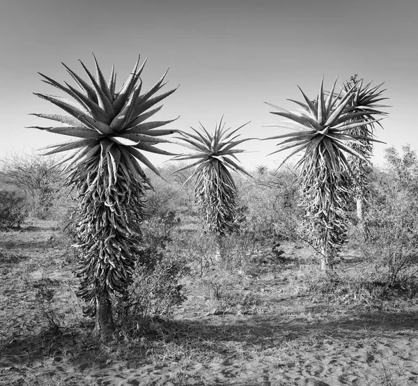 Aloe Vera δέντρα Μποτσουάνα μαύρο και άσπρο — Φωτογραφία Αρχείου