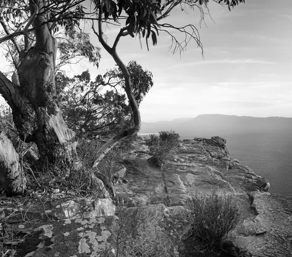 Australian Bush krajina černá a bílá — Stock fotografie