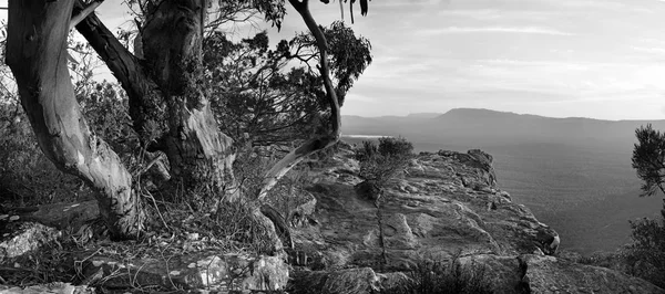 Australian Bush krajina černá a bílá — Stock fotografie