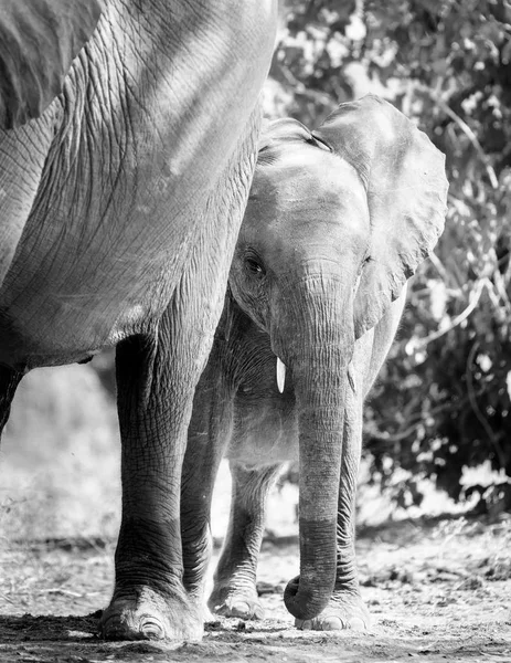 Baby Elephant Standing With Mother Black and White — стоковое фото