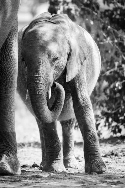 Bébé éléphant debout avec mère noir et blanc — Photo