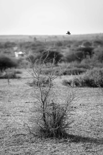 Bird Flying Over Tree Black And White — Stock Photo, Image