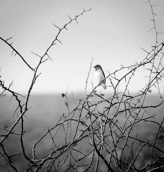 Pasăre în Botswana Africa Negru și Alb — Fotografie, imagine de stoc