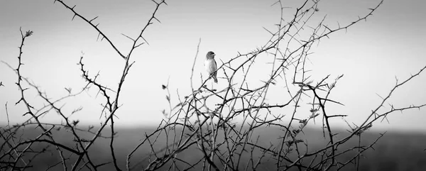 Pták v Botswaně Afrika černé a bílé — Stock fotografie