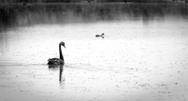 Black Swan Black And White