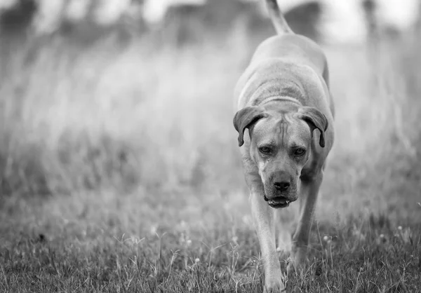 Boerboel perro blanco y negro —  Fotos de Stock