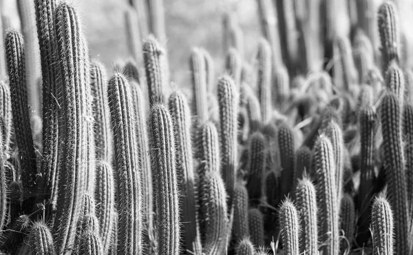 Kaktus pole černá a bílá — Stock fotografie