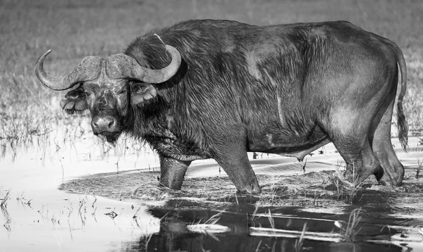 Buvolí černá a bílá — Stock fotografie