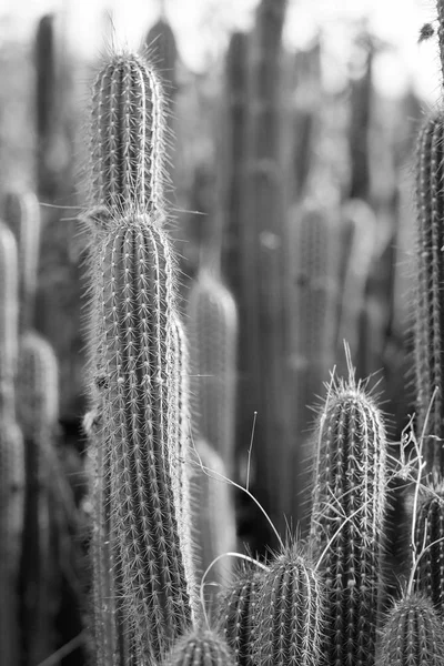 Cactus fältet svart och vitt — Stockfoto