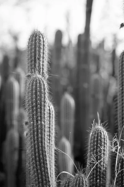 Cactus Plantas Blanco y Negro —  Fotos de Stock