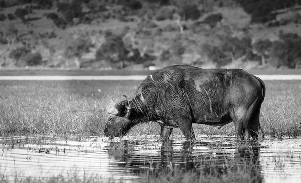 Cape Buffalo černá a bílá — Stock fotografie