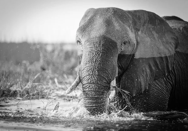 Park Narodowy Chobe słoń czarno-białe — Zdjęcie stockowe
