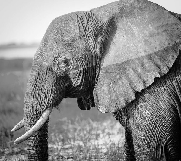 Elephant in Chobe National Park, Botswana, Africa in black and white