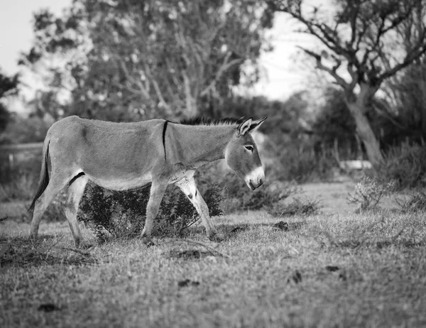 Burro na África preto e branco — Fotografia de Stock