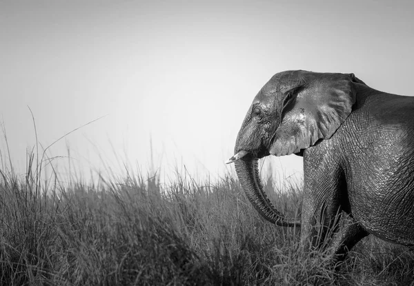 Éléphant au coucher du soleil dans l'herbe longue noir et blanc — Photo