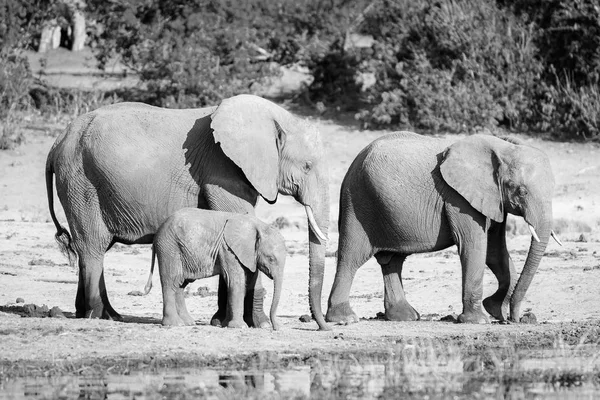 Fil sürüsü, nehir kenarı siyah ve beyaz