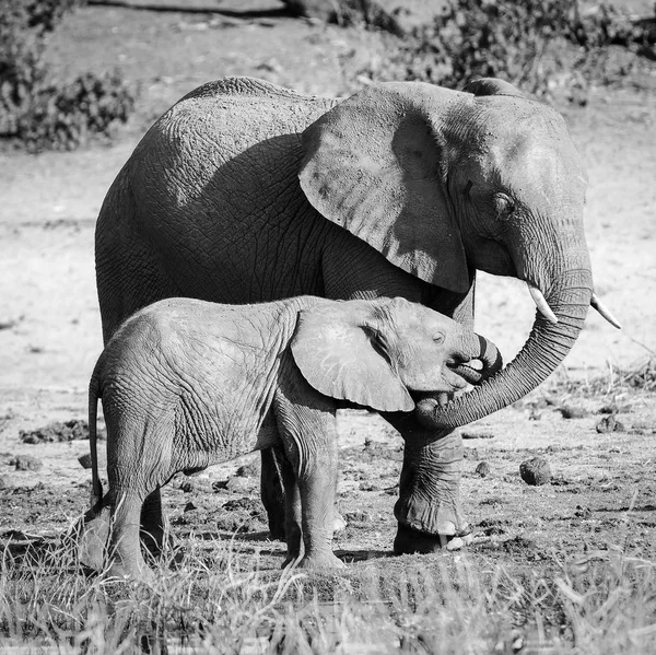Elephant Parent With Calf Black And White