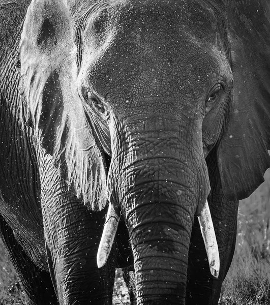Słoń z wody Spray czarno-białe — Zdjęcie stockowe