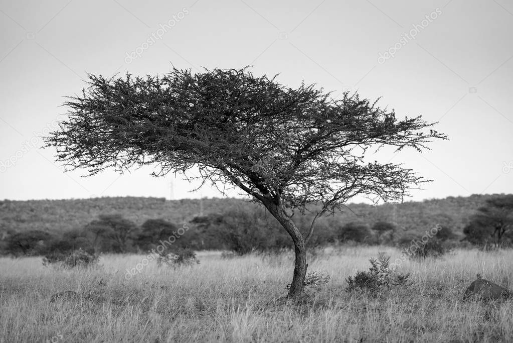 Acacia Tree Africa Black And White