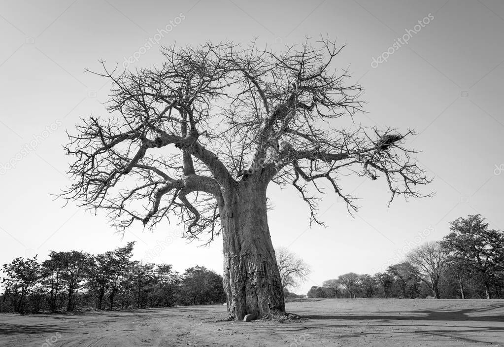 Baobab Tree Black And White