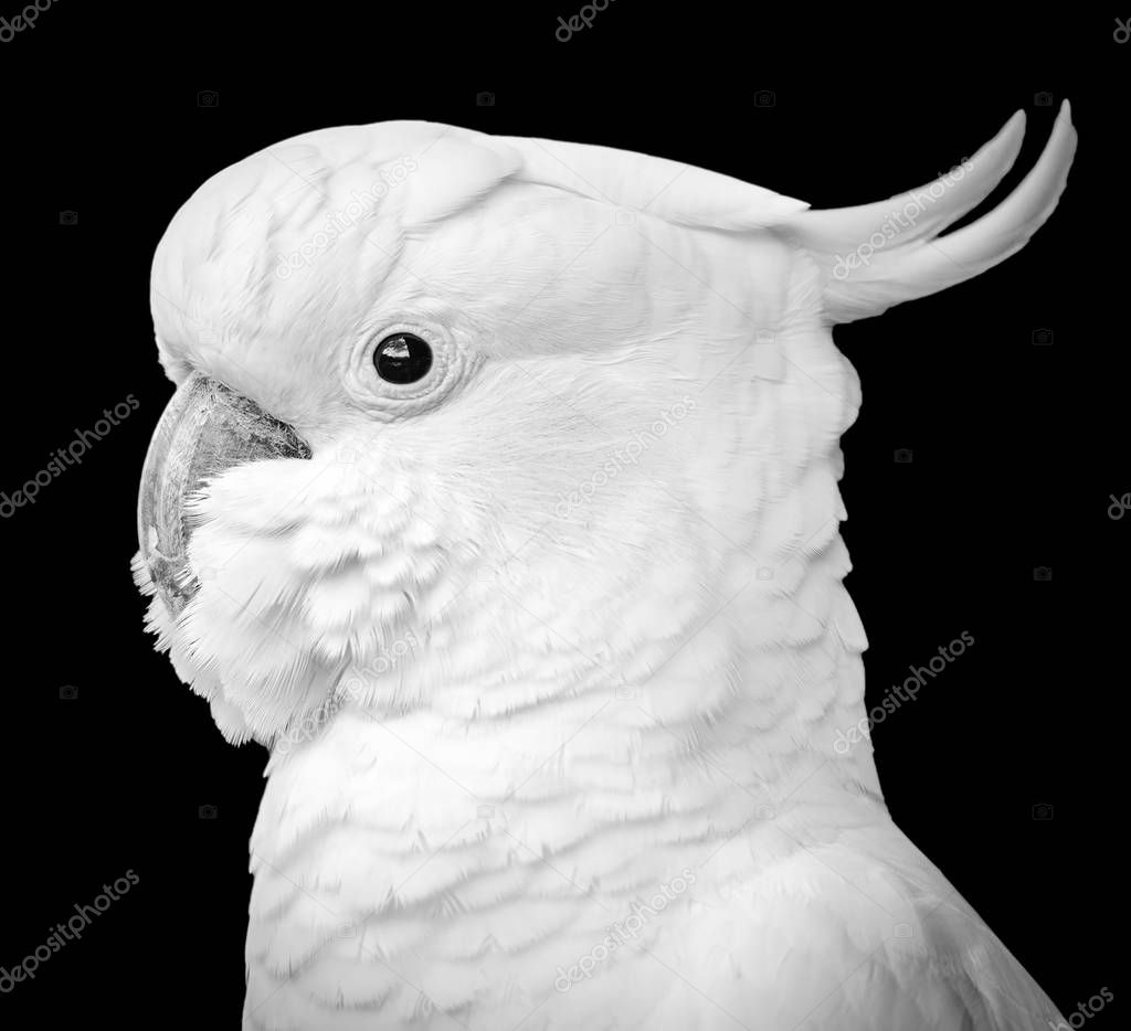 Cockatoo Isolated Black And White