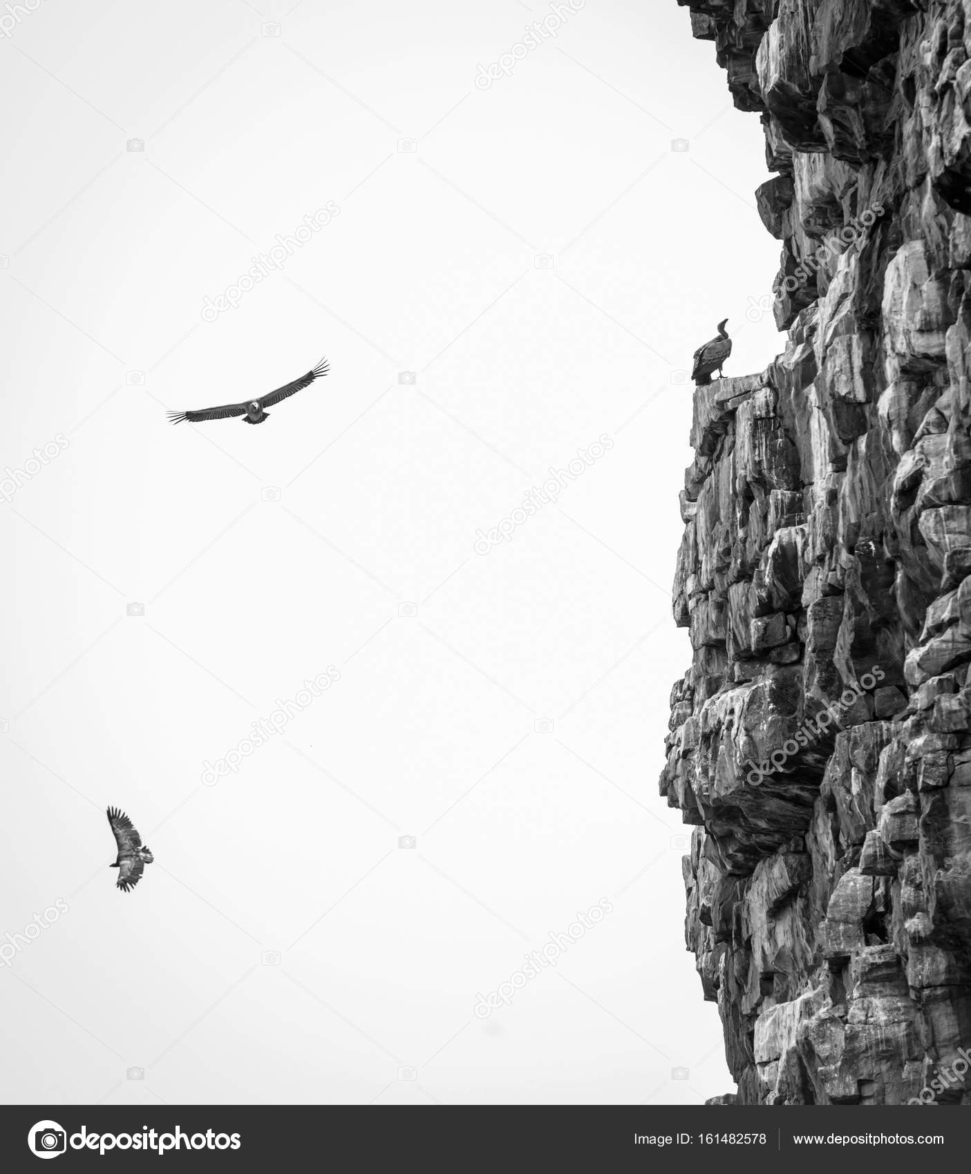 Vultures soaring black and white stock photo