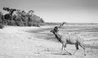 Büyük Kudu siyah ve beyaz