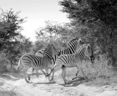 Zebra siyah ve beyaz