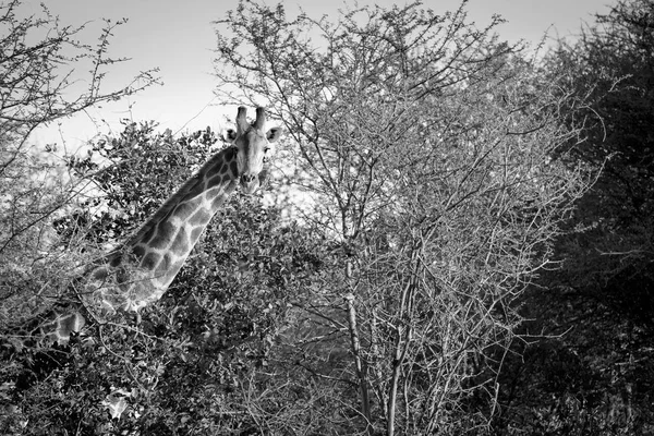 Giraffe Black And White