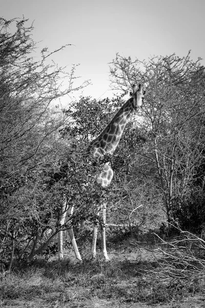 Giraffe Black And White