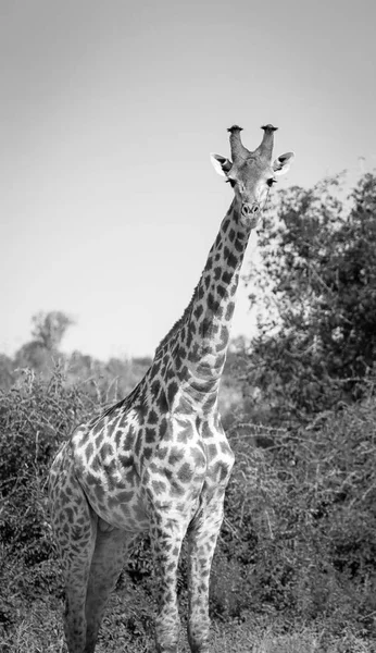 Giraff i Afrika svart och vitt — Stockfoto
