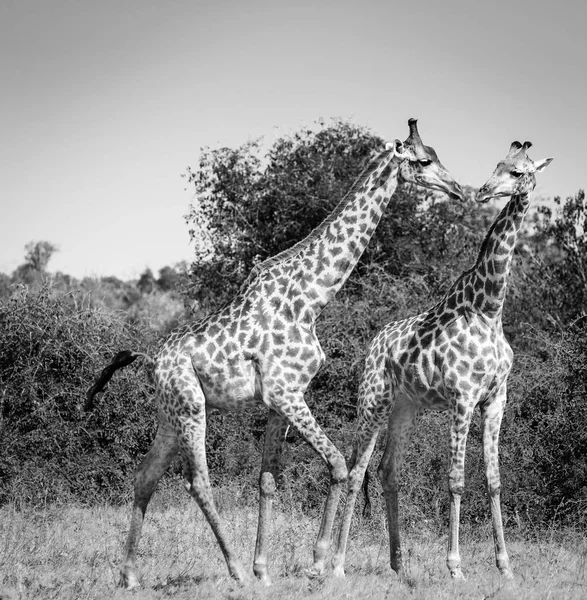 Zürafalar Afrika siyah ve beyaz — Stok fotoğraf